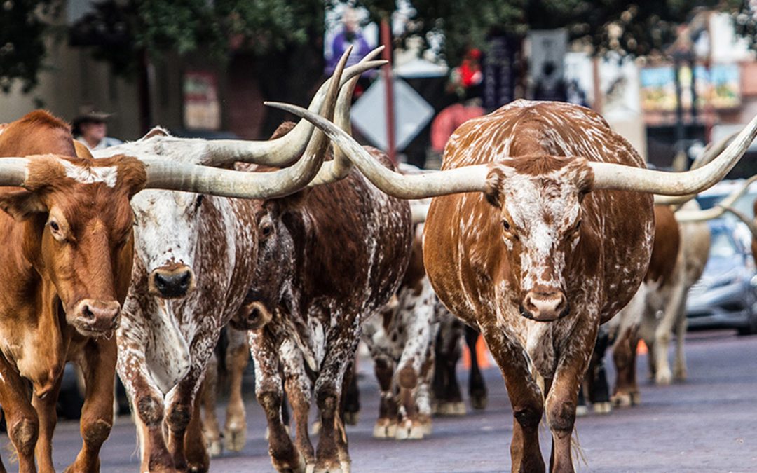 Enjoy your visit to Dallas, explore the historic district with Western-themed attractions, including the daily cattle drive and the Stockyards Championship Rodeo.